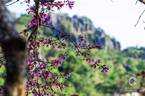 cherry blossom hotel manila|LOOK: Philippine Cherry Blossoms in Masungi Georeserve.